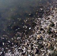 КОШМАР! Варненското езеро побеля от мъртва риба (СНИМКИ)