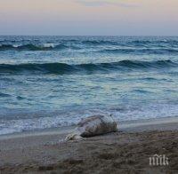 Мрежите виновни за масовия мор на делфини