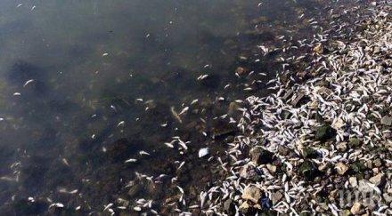 кошмар варненското езеро побеля мъртва риба снимки