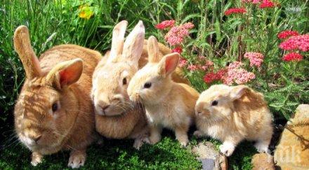 древно мексико отглеждали зайци домашен добитък