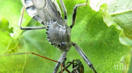 невиждани буболечки нападнаха село шумен
