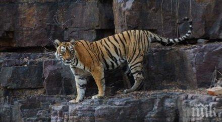 известната тигрица индия умря години