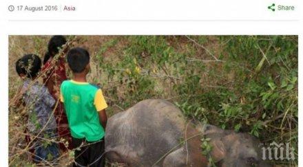 влак уби слоница слончета