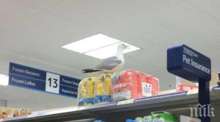 великобритания евакуираха супермаркет заради агресивна чайка