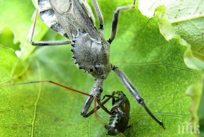 Невиждани буболечки нападнаха село край Шумен