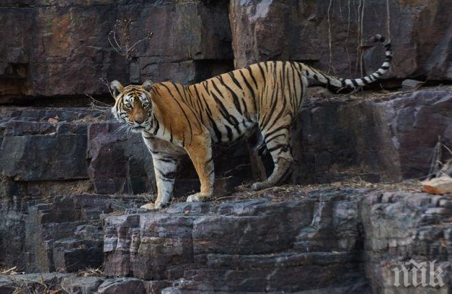 Най-известната тигрица в Индия умря на 20 години