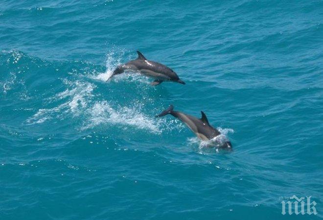 МОСВ публикува съвети за оказване на помощ на бедстващи делфини