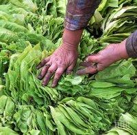 Гърци оставиха тютюнджии без пари