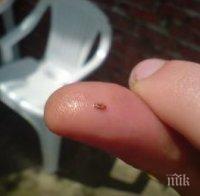 Опасно! Бълхи носят петнист тиф