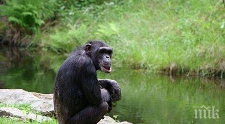 шимпанзетата предпочитат взаимодействие съперничество