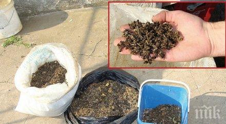 комшии избиха кошера пчели годишен дядо