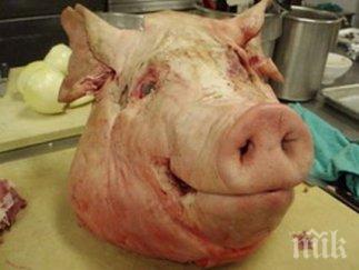 евродепутат иска свински глави границите страх ужас мигрантите