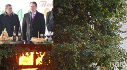 кичът свинаря пещаците