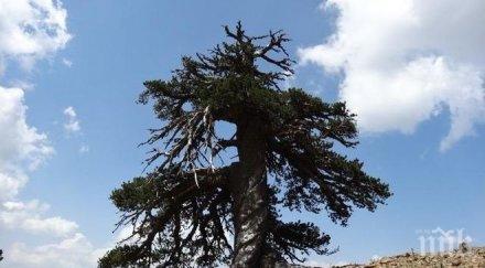 старият жител европа адонис 1075 години