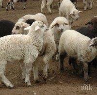 Кучета-стръвници умъртвиха 5 агнета и 5 овце в ранчото на Яне Янев