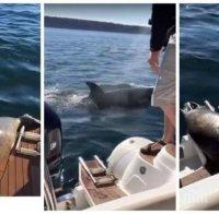 УНИКАЛНО ВИДЕО! Тюлен се спасява от косатка, качвайки се на лодка с хора