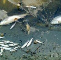 Иззеха 43 кг риба при 350 проверки