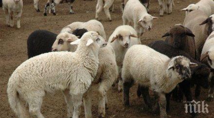 кучета стръвници умъртвиха агнета овце ранчото яне янев
