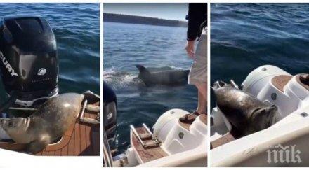 уникално видео тюлен спасява косатка качвайки лодка хора