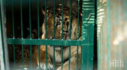 четири лапи спаси бомбардировки десетки животни лош зоопарк света снимкипокъртително видео