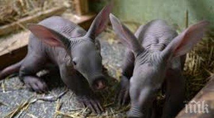 индонезия залови пратка стотици замразени мравояди