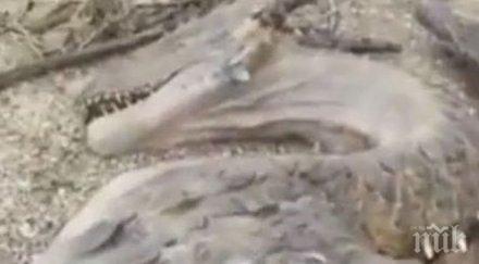 сензация откриха труп дракон затънтена джунгла уникално видео