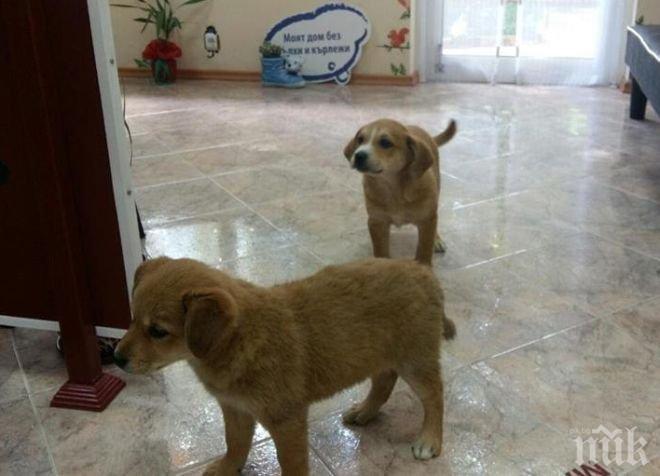 Мая Манолова търси дом за две захвърлени кученца 