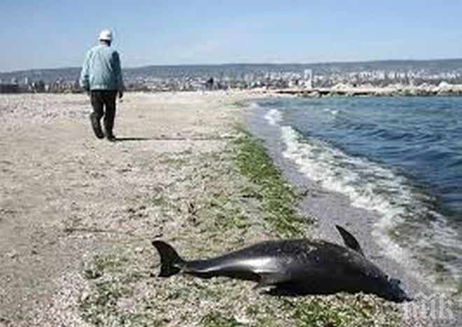 48 мъртви делфини са били открити по Северното Черноморие от началото на годината