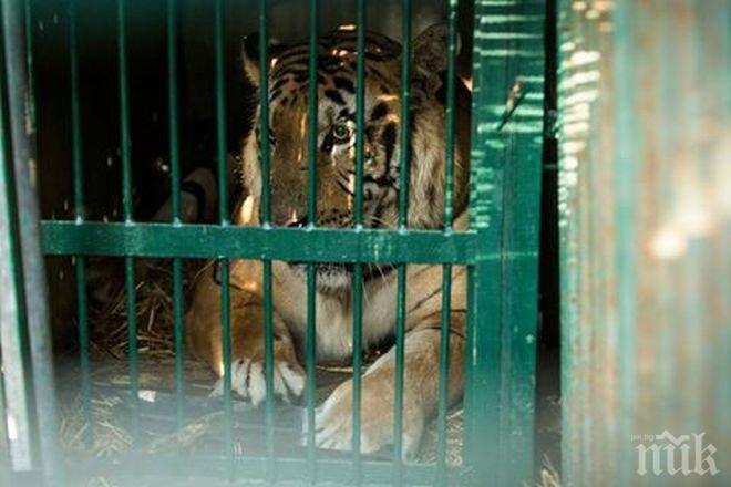Четири лапи спаси от бомбардировки десетки животни от най-лош зоопарк в света (СНИМКИ+ПОКЪРТИТЕЛНО ВИДЕО)
