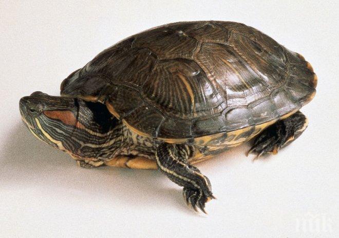 Стогодишна костенурка избяга от дома си, за да търси любовта 