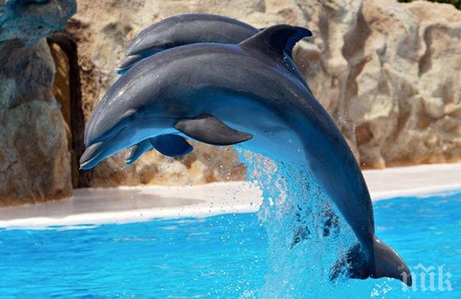 Забраняват плуването с делфини на Хавайските острови