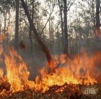 Голям пожар бушува край Кресна
