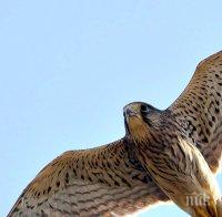 Керкенези, излюпени в спасителния център в Стара Загора, бяха пуснати на свобода