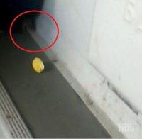 УЖАС! Мишки щъкат из влаковете на БДЖ (СНИМКА)