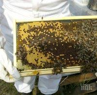 ВНИМАНИЕ: Пазарът ни е залят с фалшив мед! Ето как да го разпознаем!