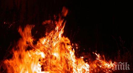 пожар черна гора заплашва древна маслинова гора