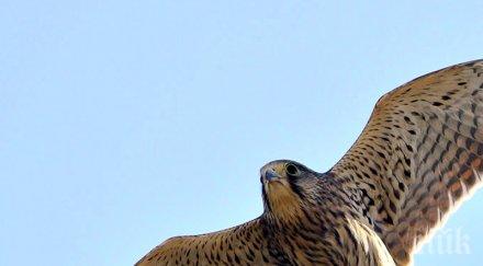 керкенези излюпени спасителния център стара загора бяха пуснати свобода