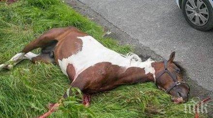 кола шибна кон пътя двама откарани болница