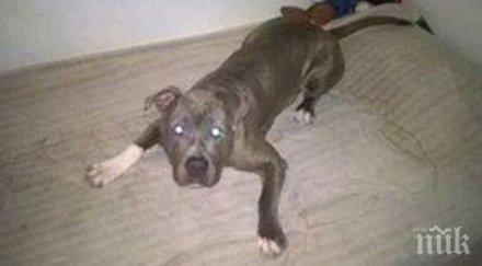 зверство пазарджик изхвърлиха куче петия етаж животното бере душа