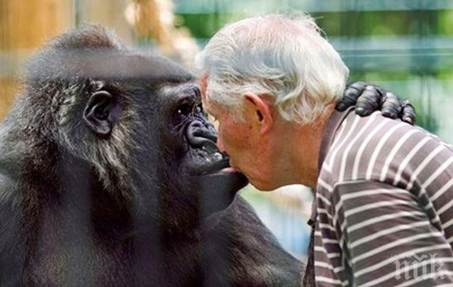 Откачена работа: Французи си гледат у дома горила 18 години 