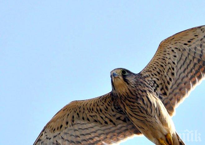 10 спасени керкенези полетяха свободно в подножието на Кремиковския манастир