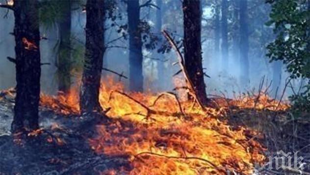 80 декара лозя унищожи пожарът край Благоевград