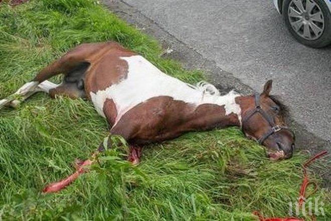 
Кола се шибна в кон на пътя, двама са откарани в болница