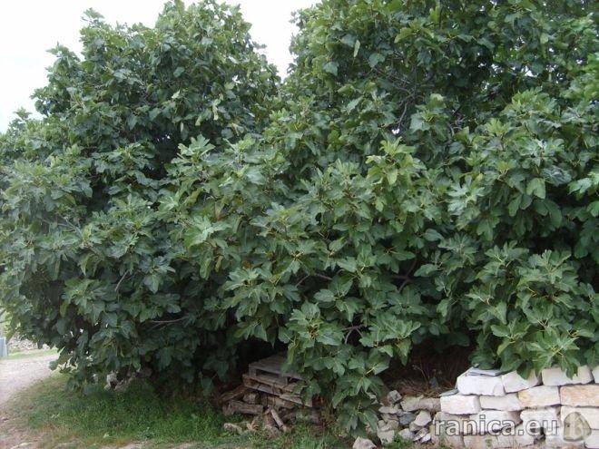 ПИК TV: 280-годишна смокиня расте край Царево
