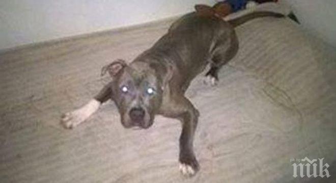 Зверство в Пазарджик! Изхвърлиха куче от петия етаж - животното бере душа 