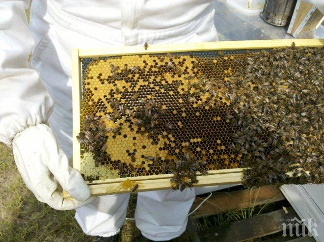 ВНИМАНИЕ: Пазарът ни е залят с фалшив мед! Ето как да го разпознаем!