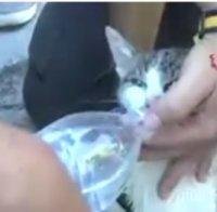 Късметлия! Пожарникари спасиха котка, стояла 5 дни под руините в Аматриче