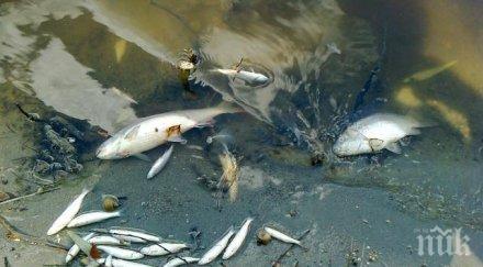 трови рибата янтра