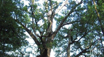 бай васил спаси 200 годишен дъб багерите