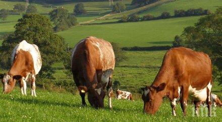 500 крави мистериозно изчезнали нова зеландия